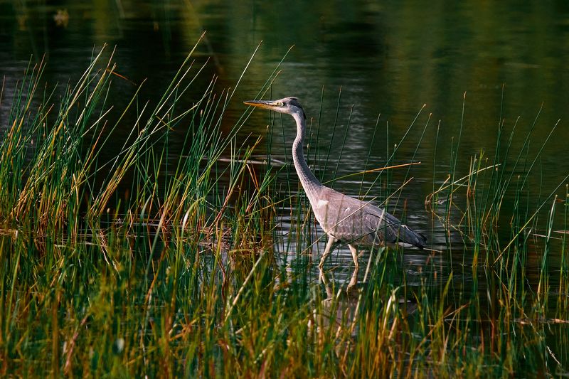 цапля, серая, птица, цапля, на, пруду Серая цапля на охоте фото превью