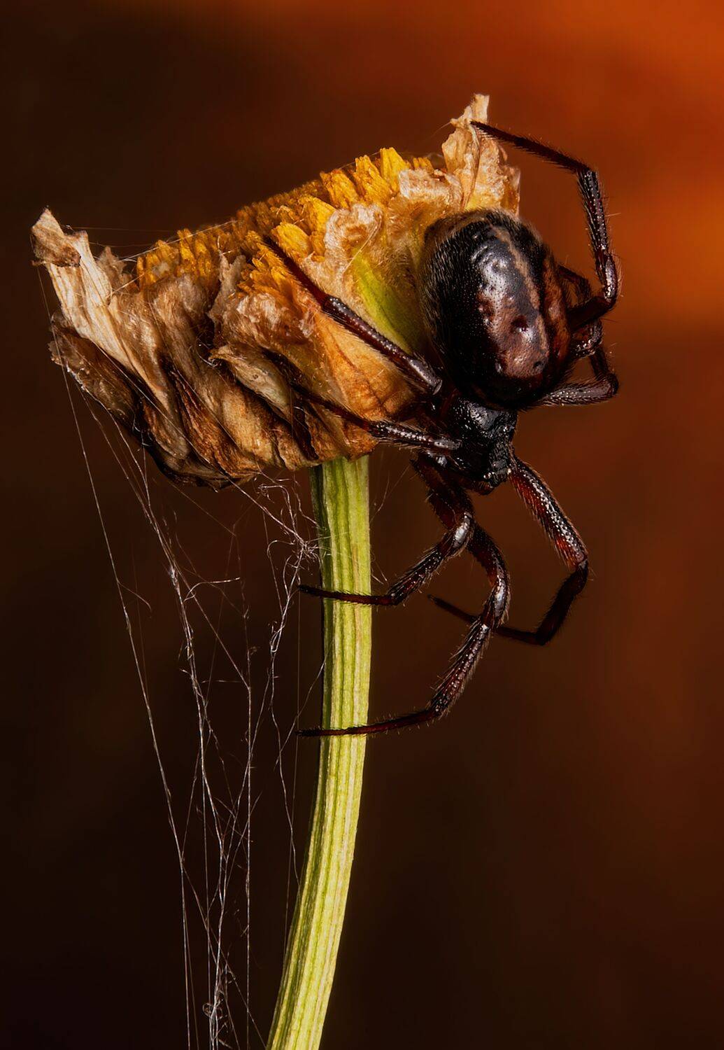 arachnid, spider, spiderlovers, nature, macrophoto, macrophotography, Stephane