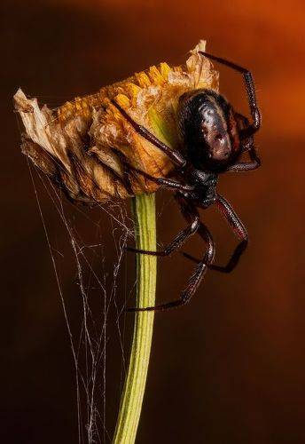 Steatoda borealis