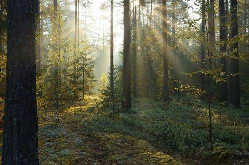 Бор. Забытая дорога.