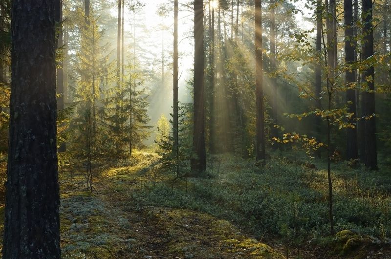 бор, сосны, дорога, рассвет, туман, край, свет, стволы, Бор. Забытая дорога. фото превью