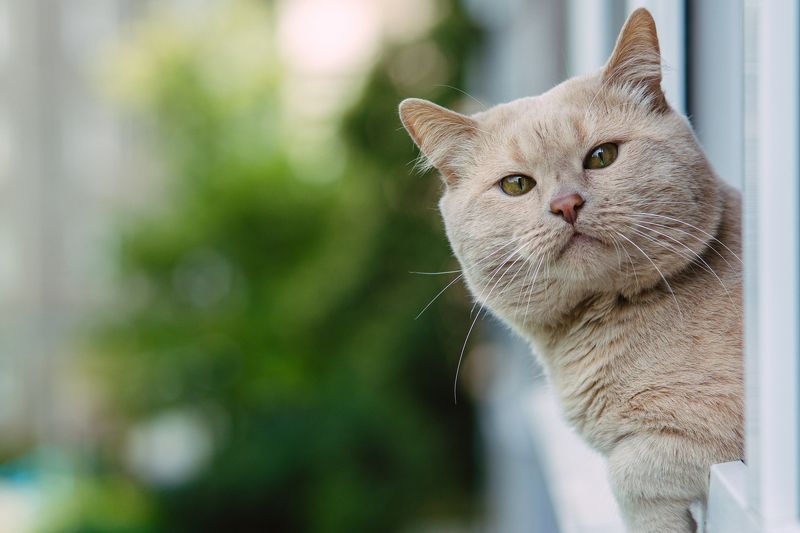 Кот фото превью