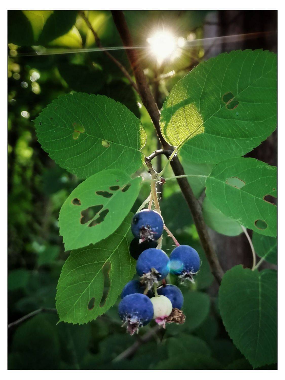 , Герасимова Алёна