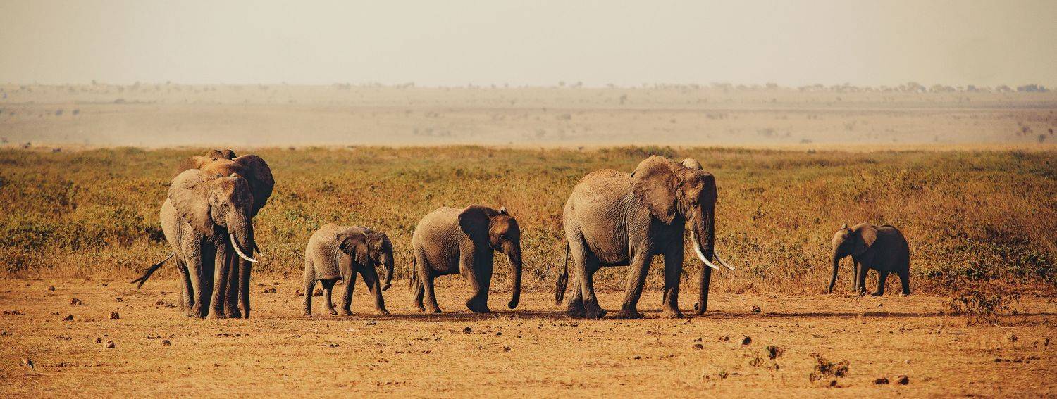 elephant kenya ambosely, Lilia Tkachenko
