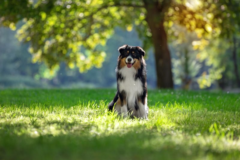 лето:))) фото превью