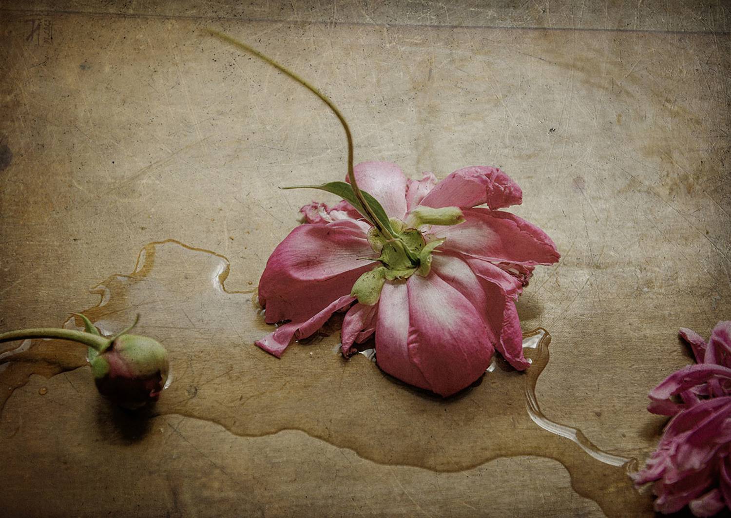 пион, розовый, упавший, капли, доска, стол, текстура, Игорь Токарев