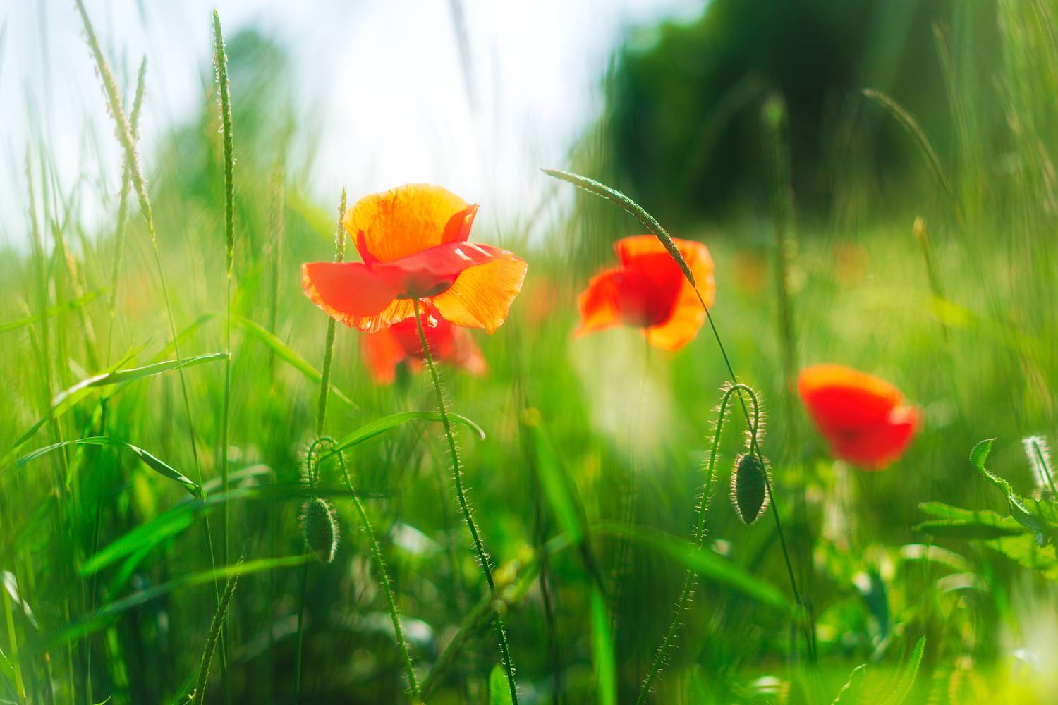 , Сергей Тихомиров