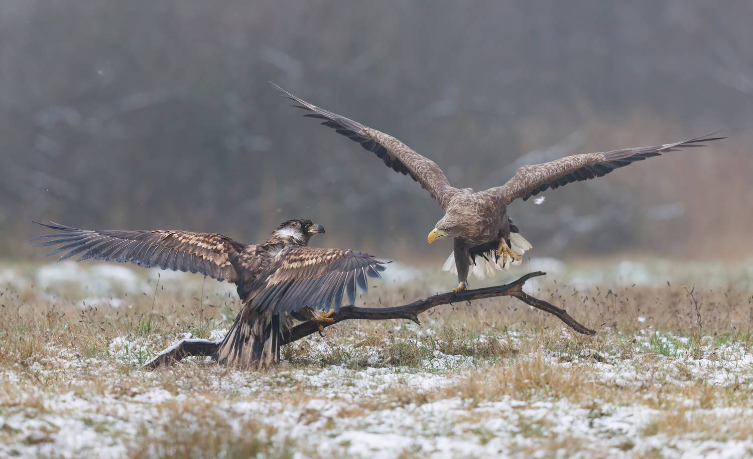 , Фруман Евгений