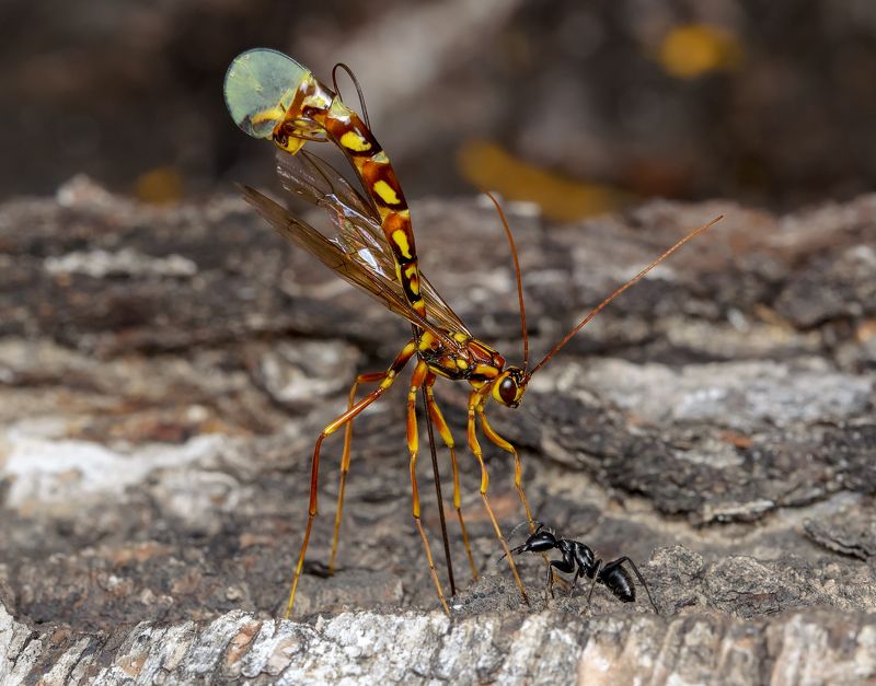 мегарисса жемчужная, megarhyssa perlata, наездники-ихневмониды, ichneumonidae, чёрный муравей-древоточец, camponotus vagus Почти Крылов или Жираф и муравей фото превью