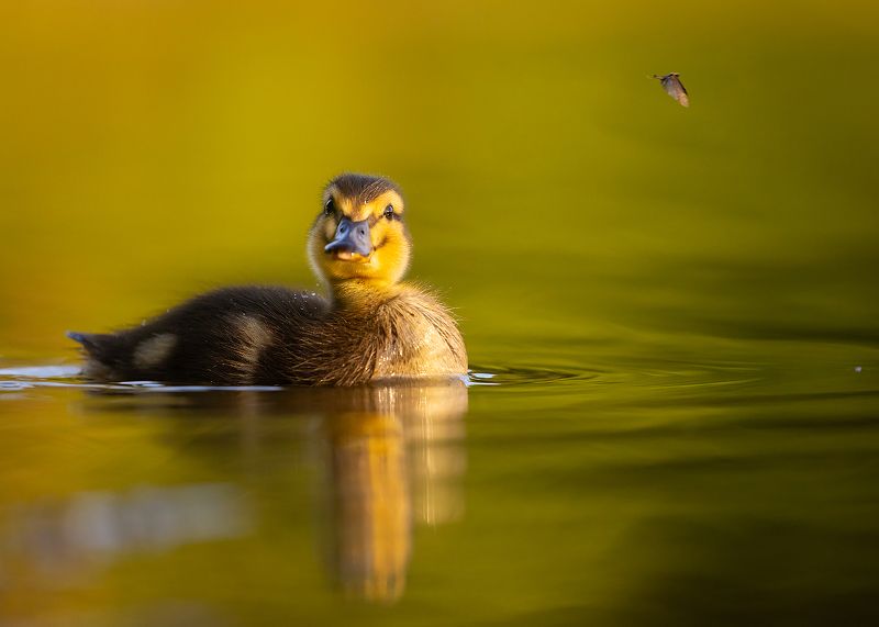 Duckling фото превью