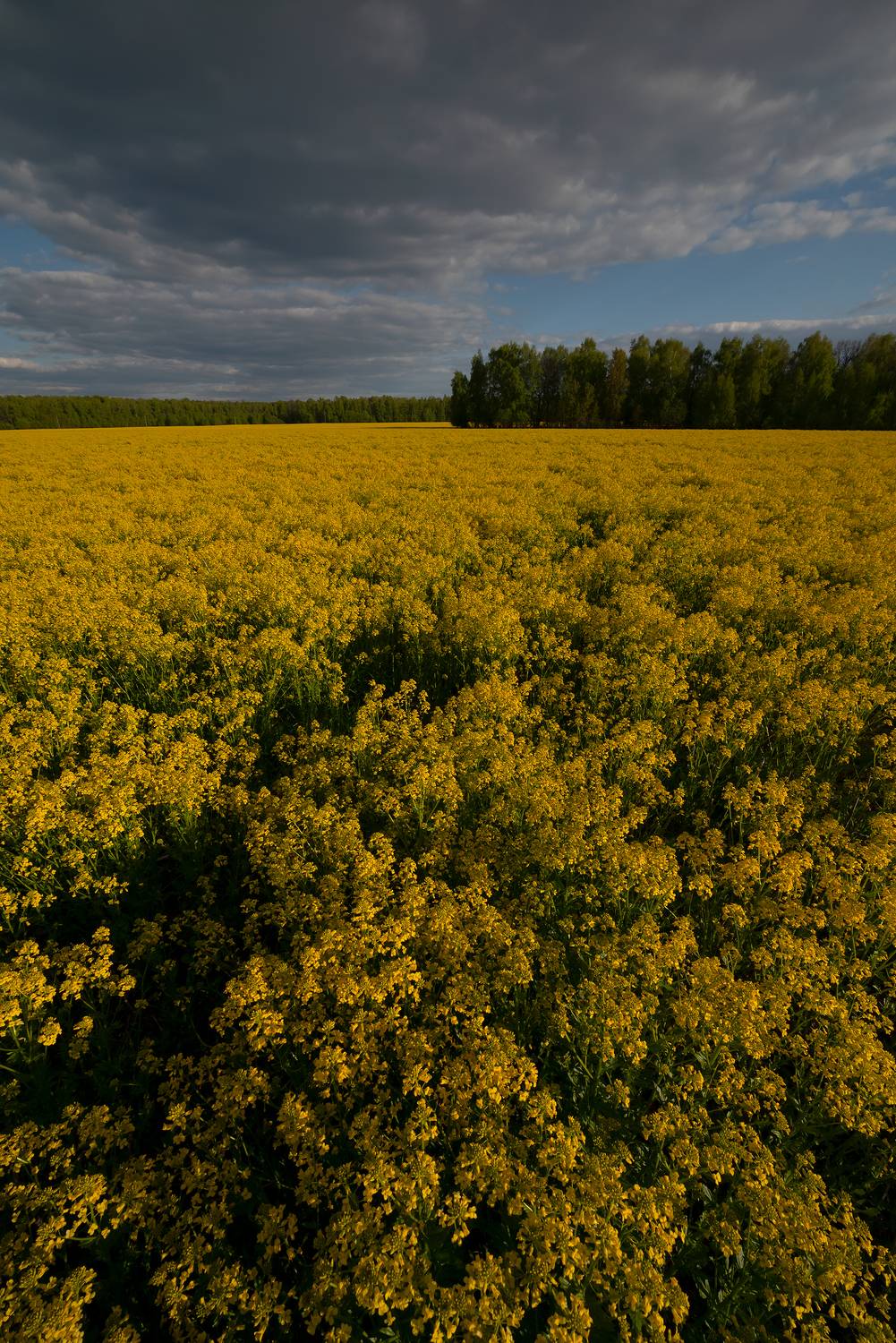 , Стрельцов Виталий