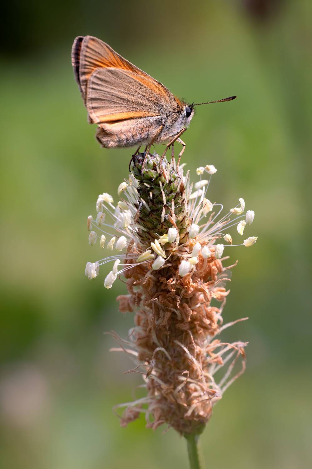 Толстоголовка, бабочка, Пономарев Илья