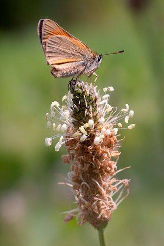А есть то тут нечего...