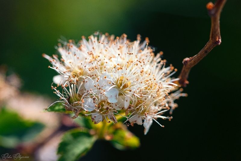 *** фото превью