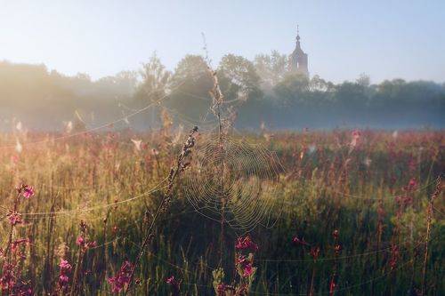 Паутина на цветущем лугу