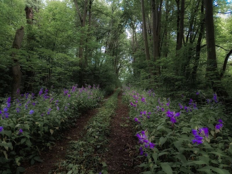 фото превью