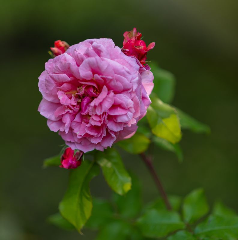 фото превью