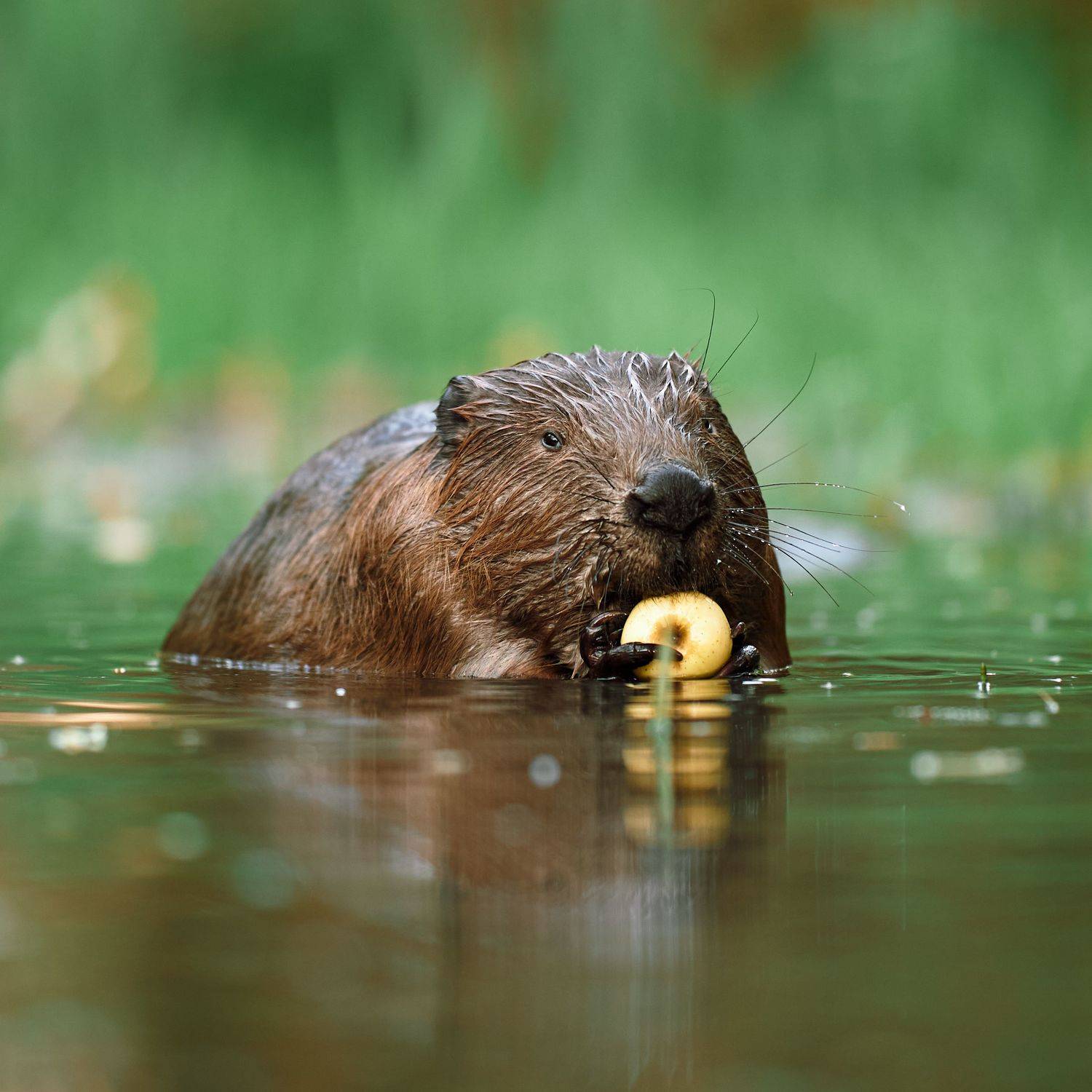 Бобер бобр бобрик кушает яблоко, Mikhail Khmelevskiy