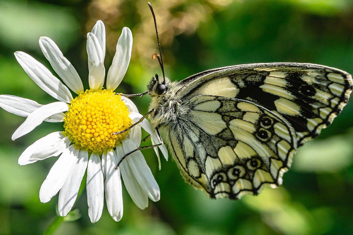 лето, июль, бабочка, суворовка,, Николай Бологов