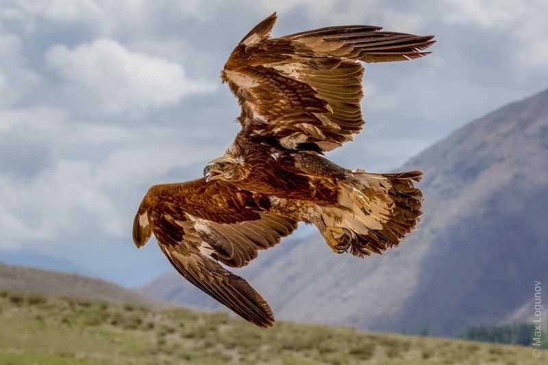 Беркут в полёте. фото превью