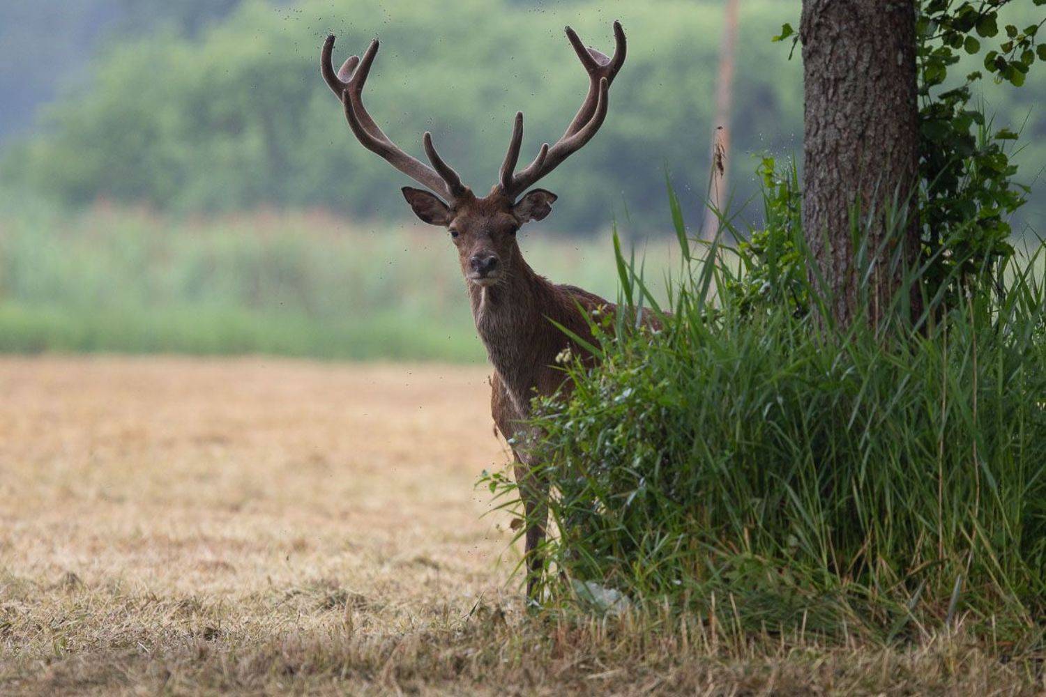 ssaki,las,przyroda,polana,łąka,fauna,natura, Zakrzewski Marcin