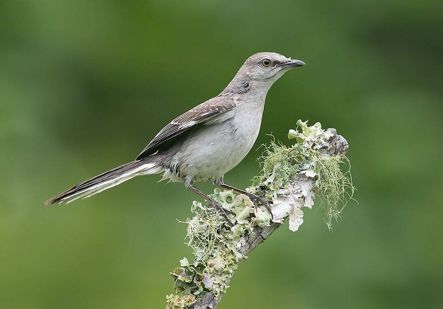 пересмешник, mockingbird,  многоголосый пересмешник, Etkind Elizabeth