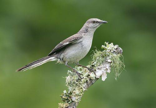 Northern Mockingbird - Многоголосый пересмешник