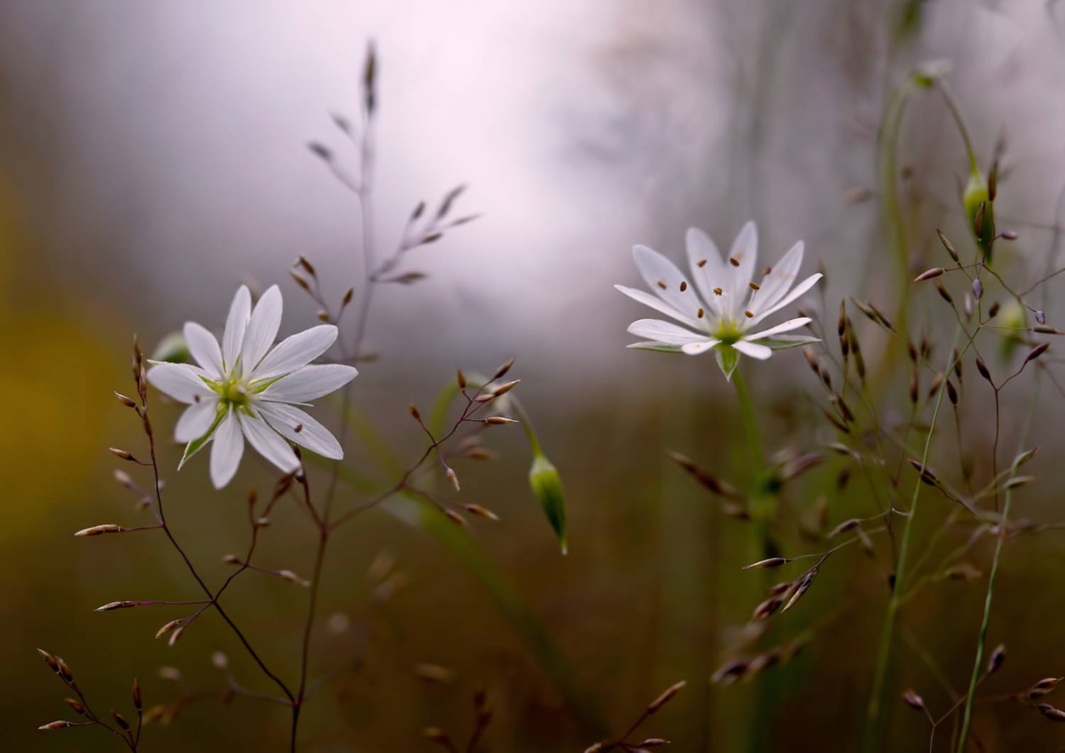 , Алексей Хахлов