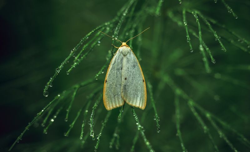 ... фото превью