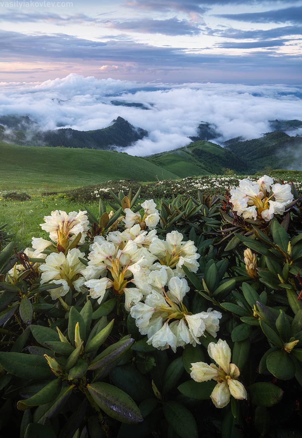 , Василий Яковлев