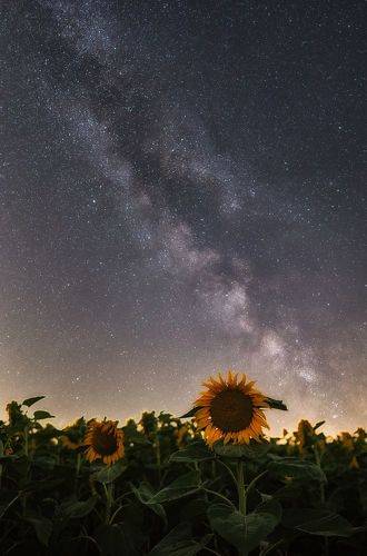 Night Sunflowers