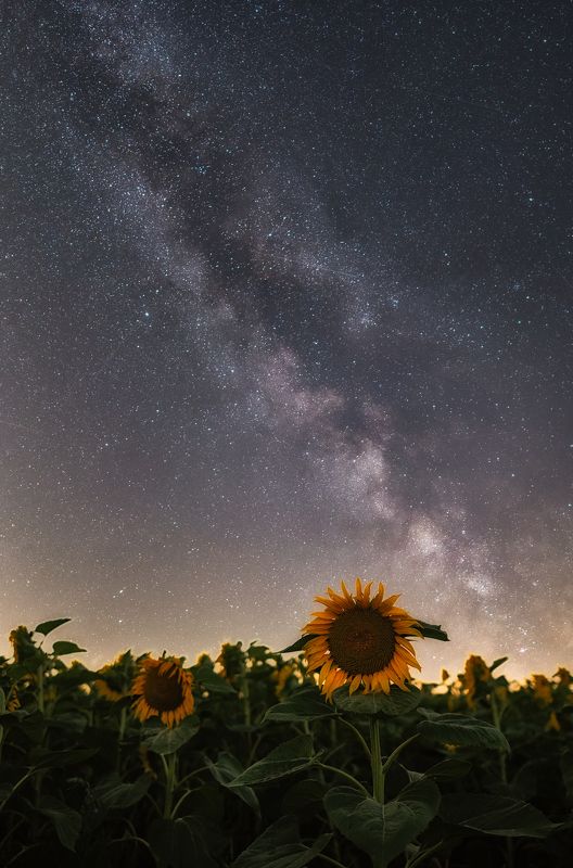 Night, Sunflowers, milky way, sky, universum, stars, nikon z6 Night Sunflowers фото превью