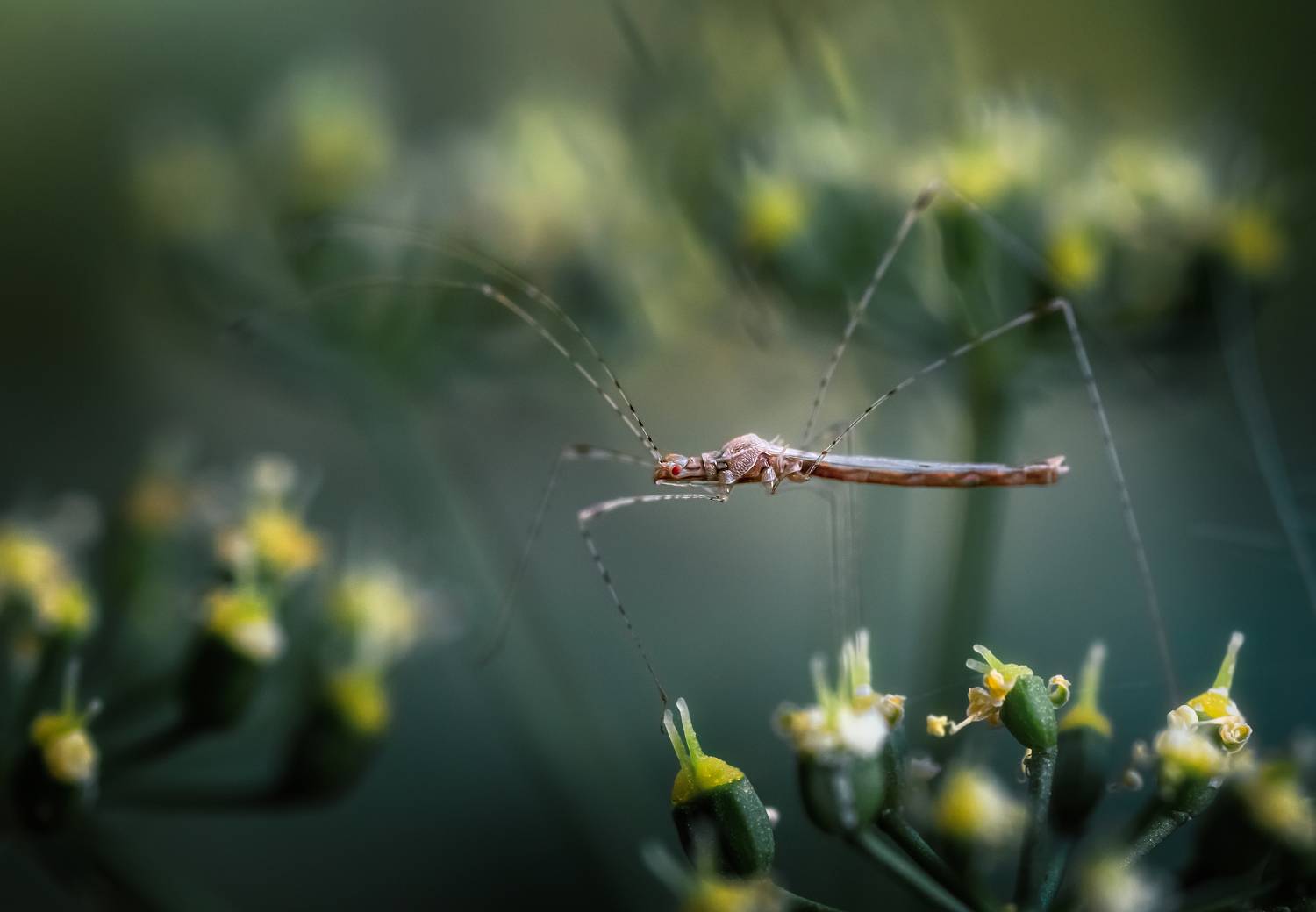 насекомое макро лето природа, Еремеев Дмитрий