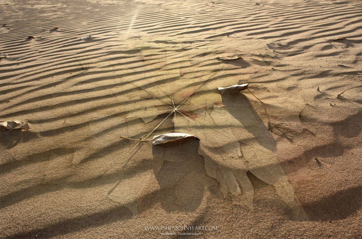 образ, кленовый лист, песок, рисунок, осень, осенние листья, солнечный свет, Пшеничный Андрей