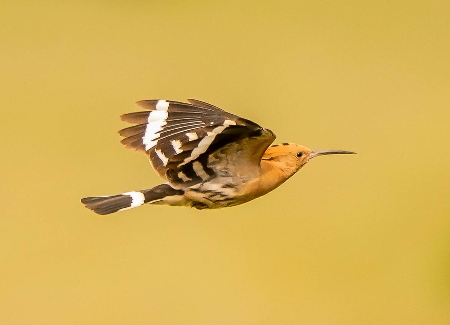 , Красимир Георгиев