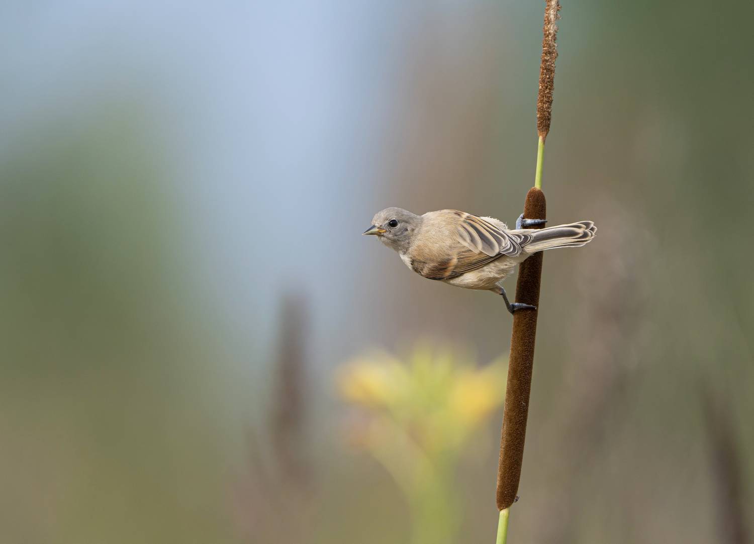 птицы,природа, лето, Андрей Киселёв