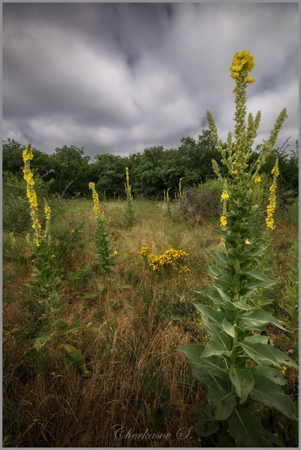 , Черкасов Сергей