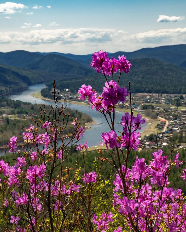 иркут, багульник, весна Весенний Иркут фото превью