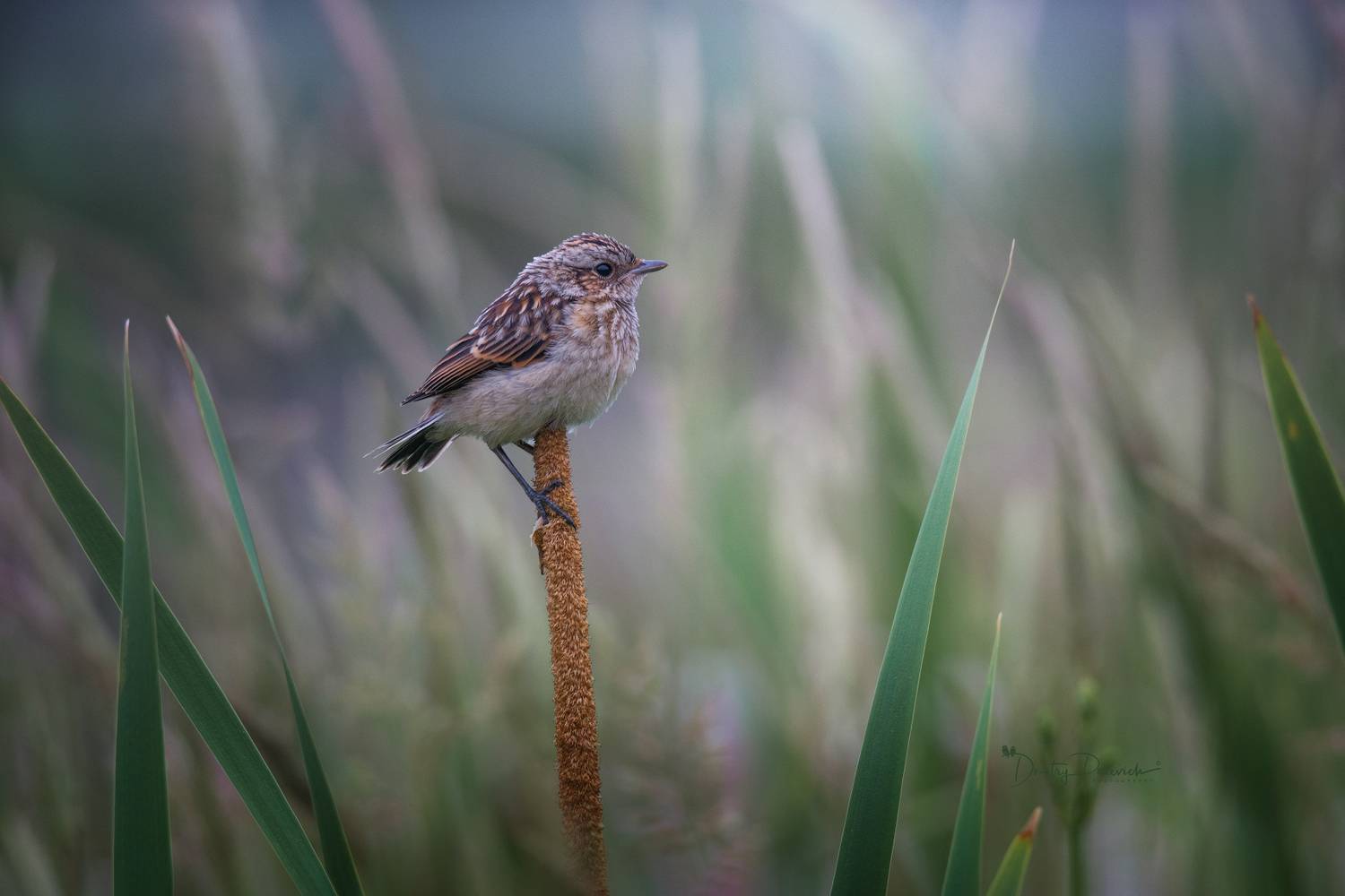 природа, лес, поля, огороды, животные, птицы, макро, Посевич Дмитрий