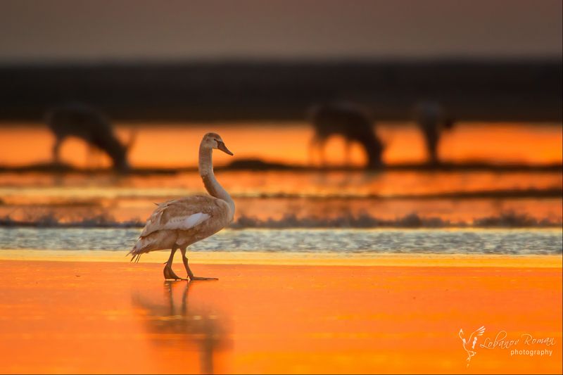 * * * фото превью