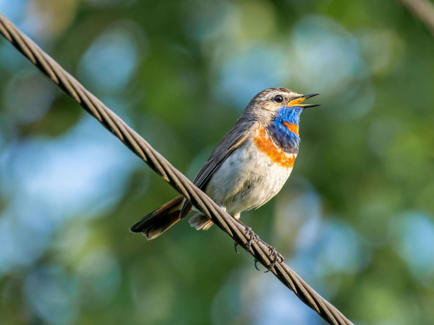 , Дэм Константин