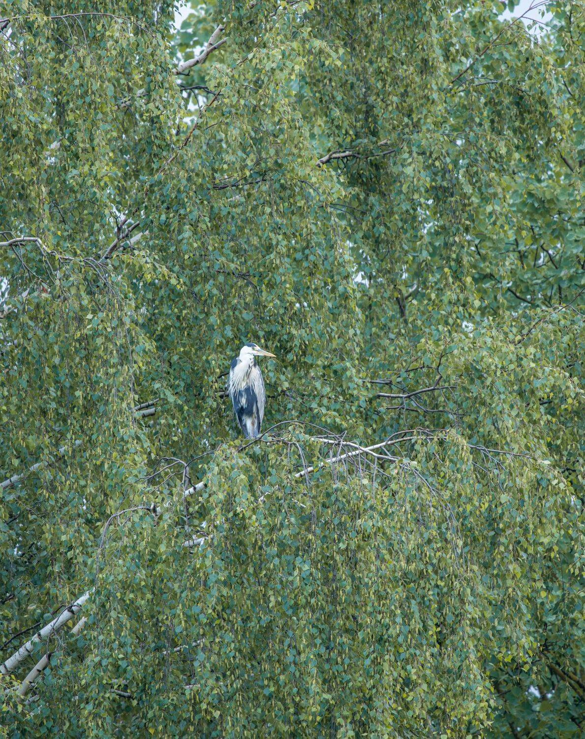 , Дэм Константин