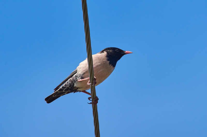 Sturnus roseus фото превью