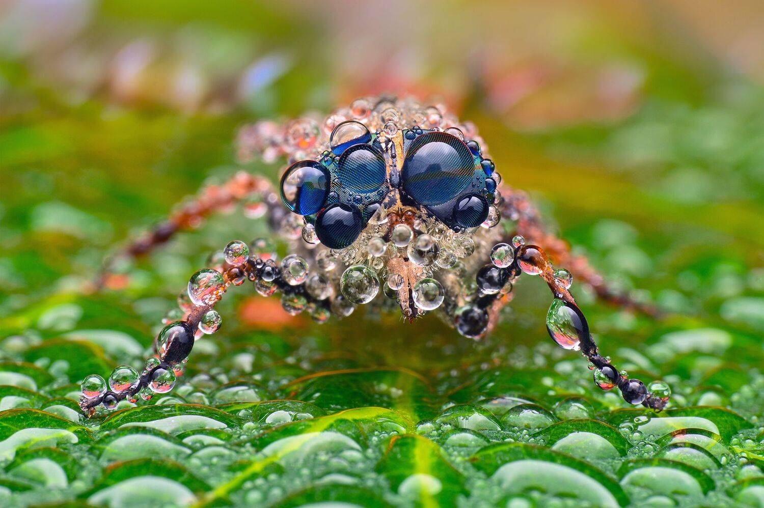 ceclii, macro, Ganev Tsvetan