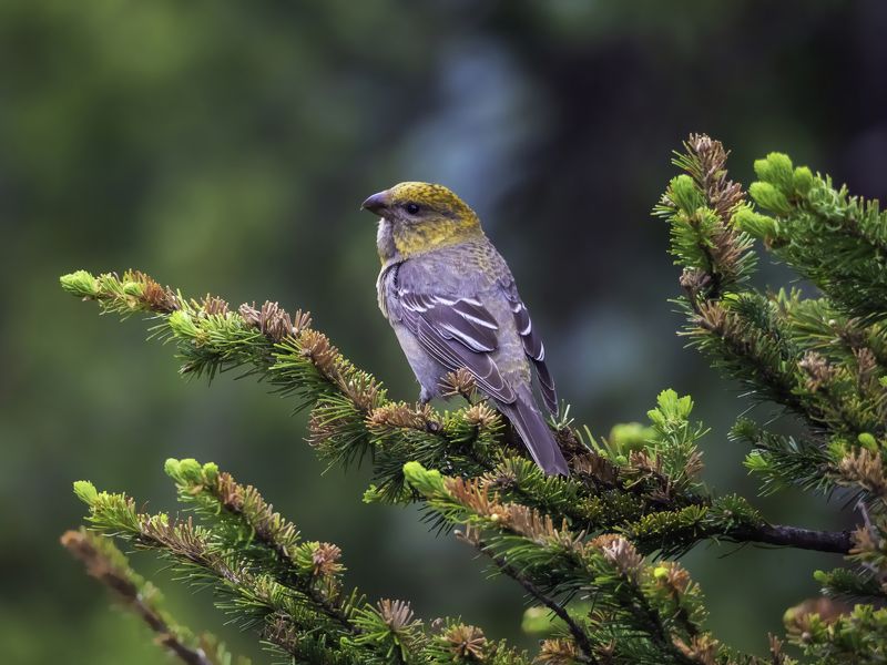 #Ергаки #Саяны #птицы #птицыроссии #фотоохота #путешествие #туризм #горы #сибирь #горныйтуризм Щур позирует (смотрит что за туристы такие тут под его елью разместились). Июнь. Западные Саяны. фото превью