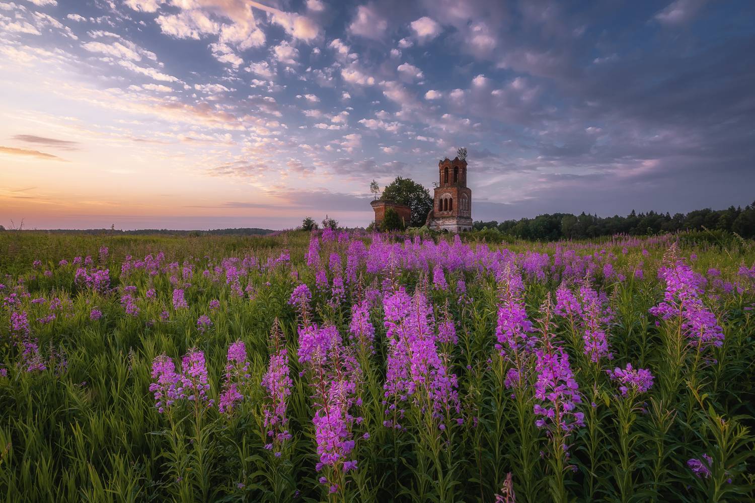 церковь заброшка россия заброшенная иван-чай лето рассвет пейзаж, Anya Yukhova