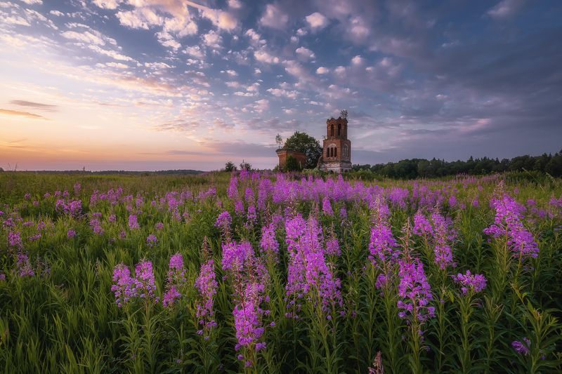 церковь заброшка россия заброшенная иван-чай лето рассвет пейзаж Иван-чай и заброшенная церковь Николая Чудотворца фото превью