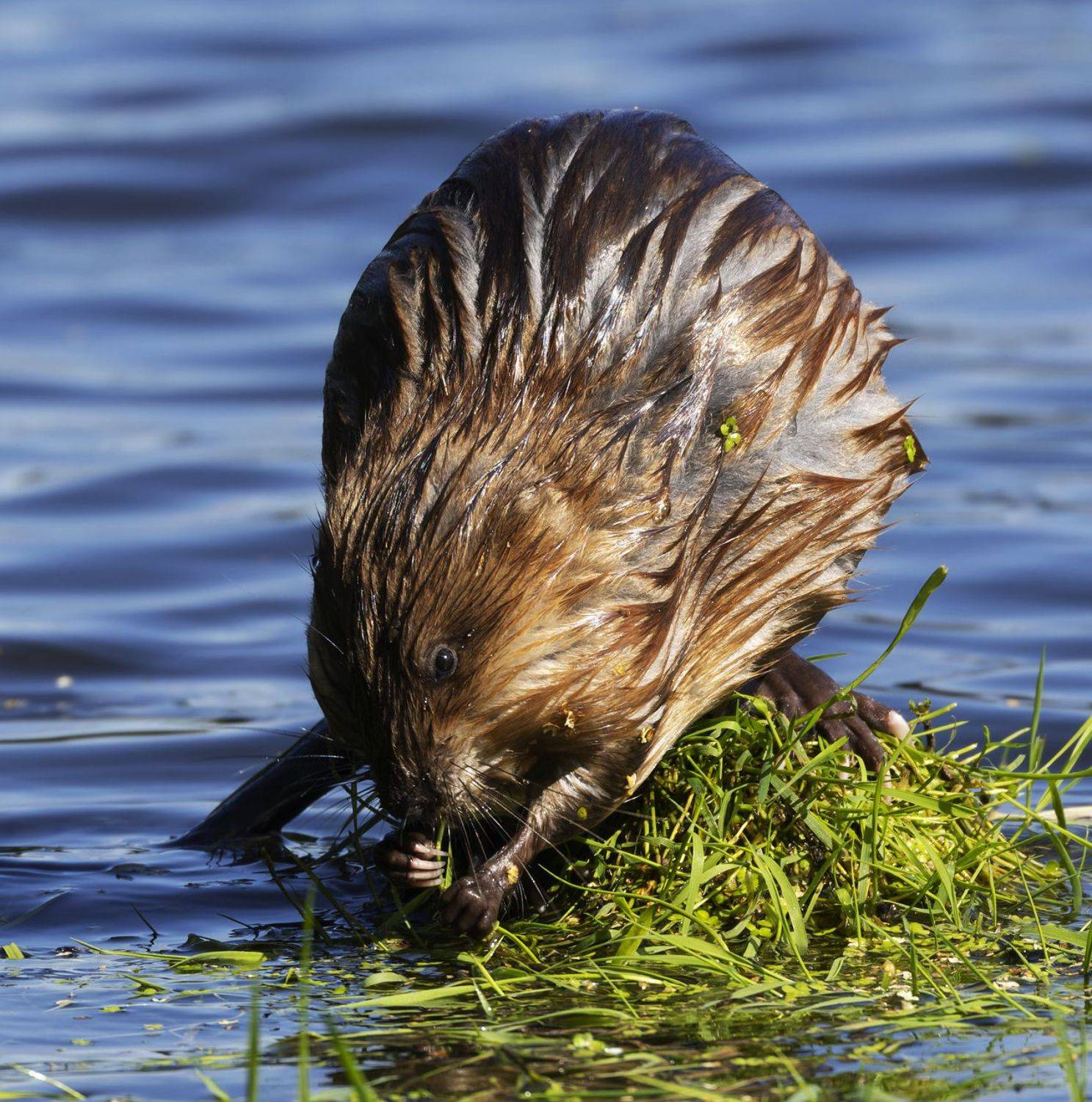 бобр, животные, Александр Шипиленко