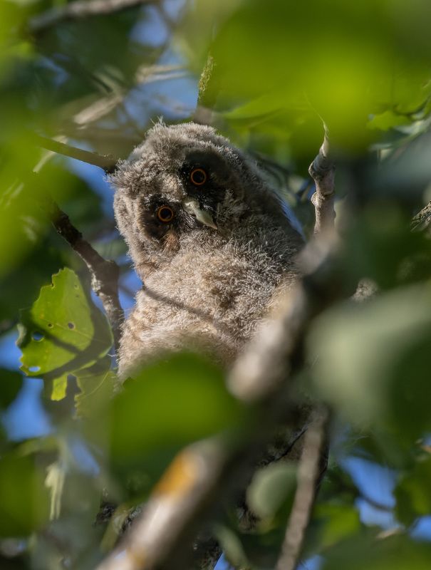 ушастая сова, птенец, слёток, птица глазастый пумпон фото превью