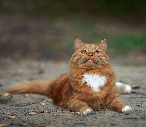 Рыжий красавчик